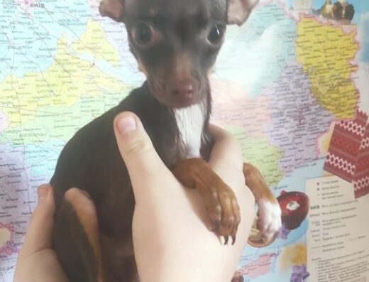 Хлопчик Той-тер’єра: Мініатюрний красень