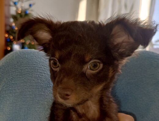 Хлопчик Довгошерстого Той-тер’єра: Мініатюрний красень із шовковистою шерстю