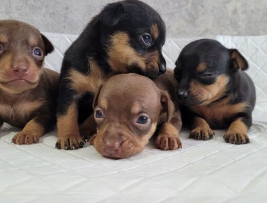 Хлопчики та дівчатка Той-тер’єра: Чудові малюки