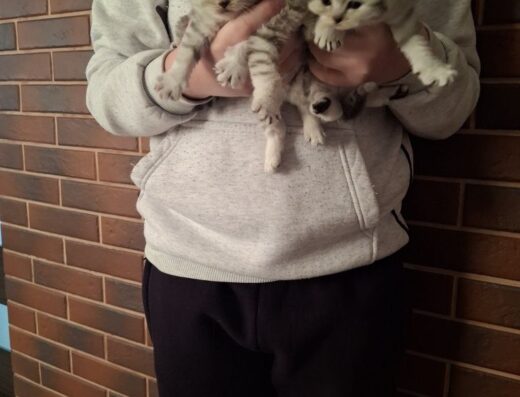 Продам кошення