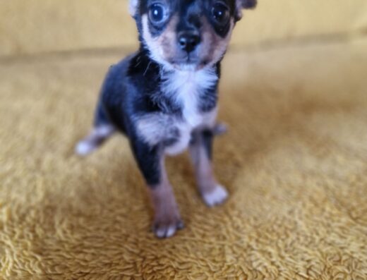 Хлопчик Той-тер’єра: Чорно-підпалий вірний друг