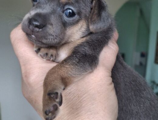 Дівчинка Той-тер’єра: Блакитна красуня