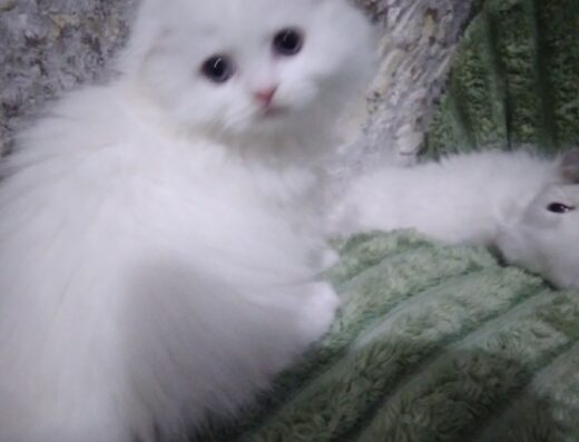 Біленький пухнастик