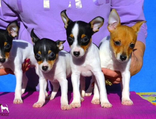 Хлопчики та дівчатка Американського Той-фокстер’єра: Крихітні та розумні малюки