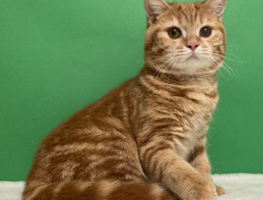 Червоний мармуровий підліток.