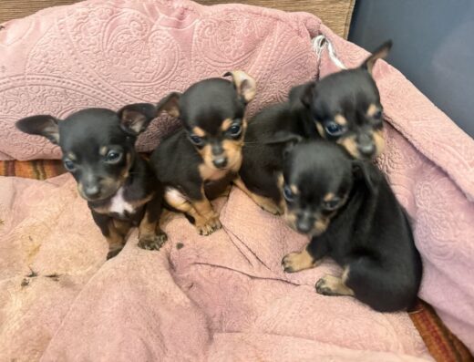 Хлопчик та дівчинка Той-тер’єра: Малюки зі Збаража