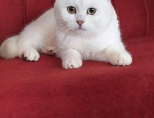 Шотландські кошенята породи шиншилла