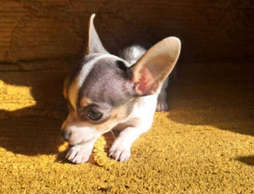 Дівчинка Міні-тойтер’єра: Мила та грайлива малючка