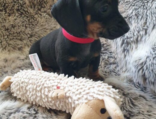 Хлопчик та дівчинка Той-тер’єра: Чорно-підпалі карапузи