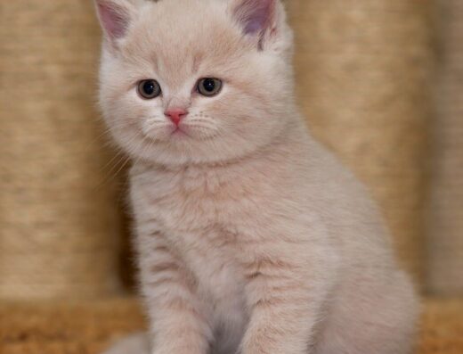 Британські плюшеві кошенята.