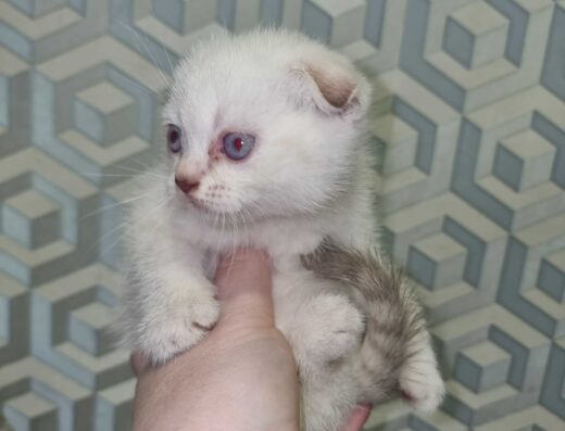 Блакитноока шотландська дівчинка