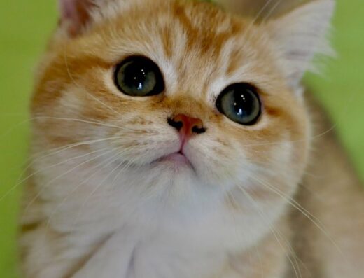 Золота британка