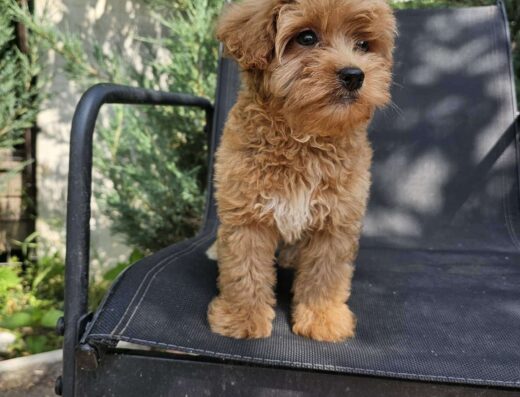 Хлопчики та дівчатка Мальтипу: Готові до переїзду в новий дім