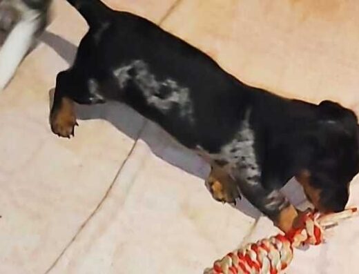 Хлопчик Мініатюрної Мармурової такси: Шикарний твідовий красень