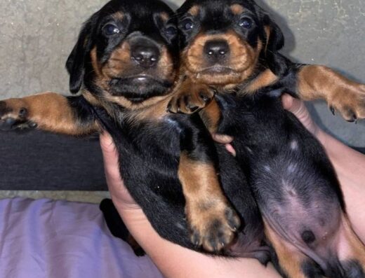 Хлопчики та дівчатка Чистокровної такси: Стандартні красені для сім’ї