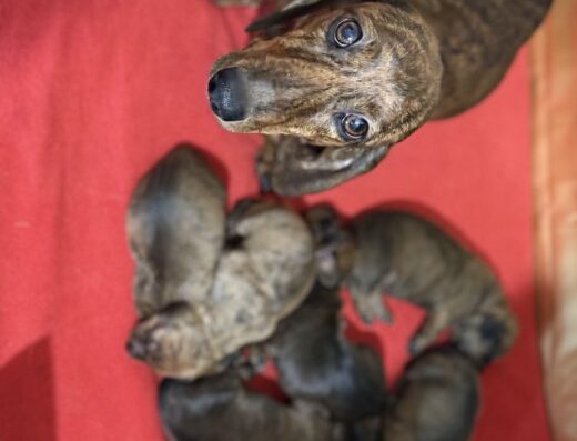 Хлопчики та дівчатка Кролячої такси: Цуценята від батьків із документами