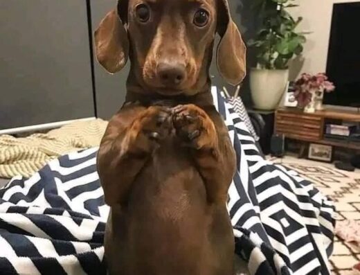 Хлопчики Такси: Чарівні малюки різних забарвлень