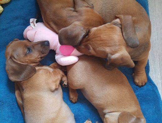 Хлопчики та дівчатка Рудої Гладкошерстої такси: Соціалізовані та ласкаві малюки