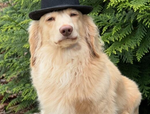 Дівчинка Такси: Кремовий комочок радості