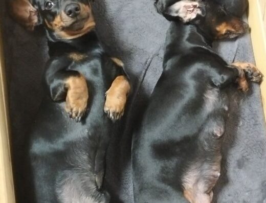 Хлопчики та дівчатка Такси: Гарнюні малюки від чистокровних батьків