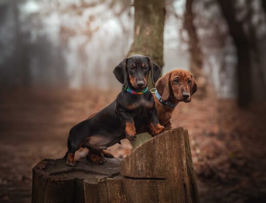 Хлопчики та дівчатка Мініатюрної такси: Малюки з професійного розплідника