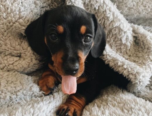 Хлопчики та дівчатка Такси: Чистокровні малюки для вашої родини