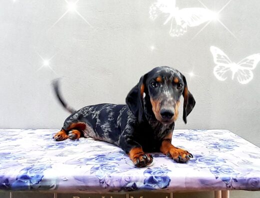 Хлопчики та дівчатка Міні/кролячої такси: Мармурові малюки Арлекіни