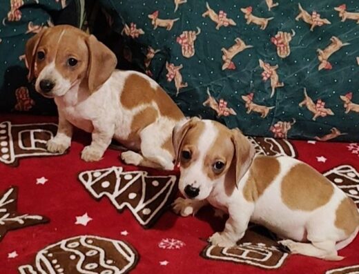 Хлопчик Кролячої такси: Рідкісне забарвлення пайболд та родовід