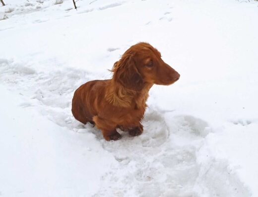 Хлопчик Довгошерстої такси: Лагідний та грайливий малюк