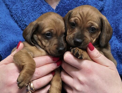 Дівчатка Такси: Дві чудові красуні, народжені 27 лютого