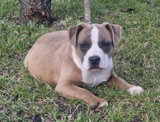 Хлопчик Американського стаффордширського тер’єра: Шикарний малюк із офіційного розплідника