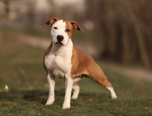 Малюки Американського стаффордширського тер’єра: Вихованці монопородного розплідника