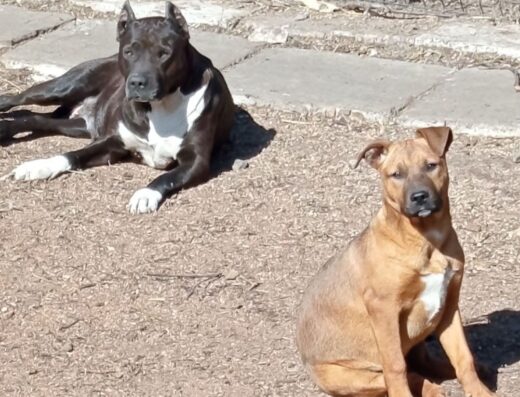 Дівчинка Американського стаффордширського тер’єра: Чистокровна красуня