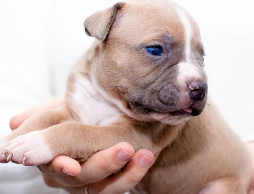 Хлопчик Американського стаффордширського тер’єра: Породне цуценя з цікавим забарвленням