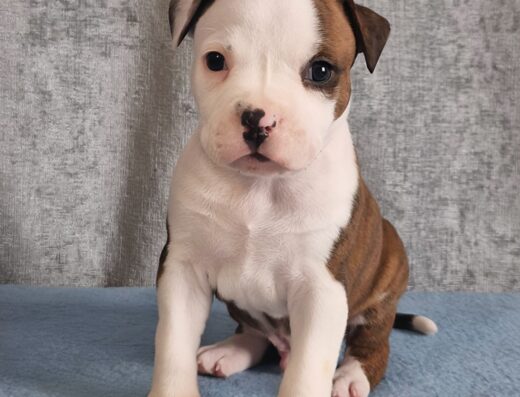 Дітки Американського стаффордширського тер’єра: Породні малюки для раннього бронювання