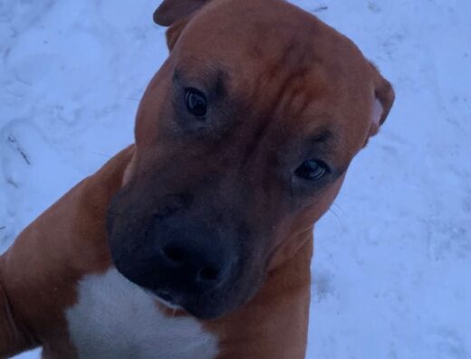 Хлопчик Американського стаффордширського тер’єра: Чистокровний та запальний малюк