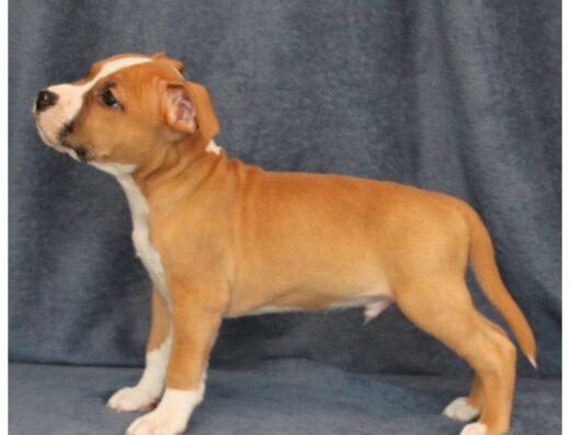 Цуценята Американського стаффордширського тер’єра