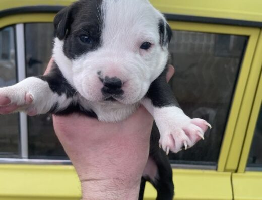 Цуценята Американського стаффордширського тер’єра: Малюки, народжені 10 березня