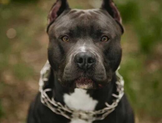 Американський стаффордширський тер’єр: Блакитні малюки з чудовим родоводом