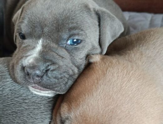 Блакитна дівчинка Американського стаффордширського тер’єра