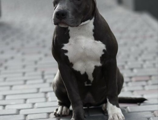 Американський стаффордширський тер’єр: Стильні малюки з сертифікованого розплідника