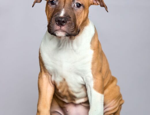 Американський стаффордширський тер’єр: Неймовірна Орка з італійським корінням