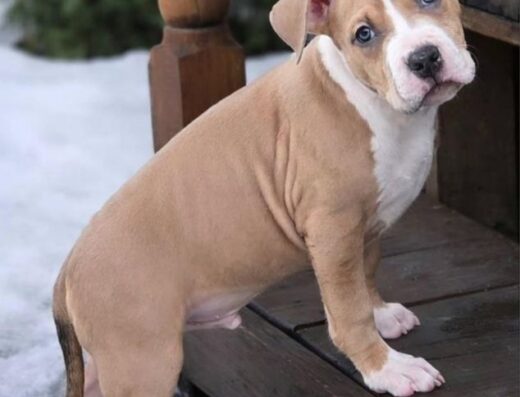 Американський стаффордширський тер’єр: Породний малюк, готовий до переїзду