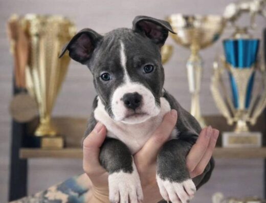 Американський стаффордширський тер’єр: Високопородна Maserati з індивідуальним характером