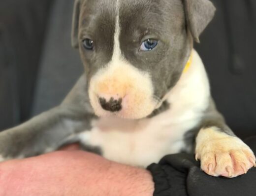 Хлопчики та дівчатка Американського стаффордширського тер’єра: Здорові та активні малюки