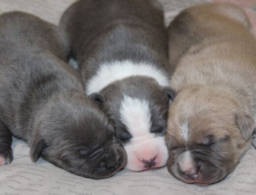 Дівчатка Американського стаффордширського тер’єра: Малюки у важкому типі з родоводом