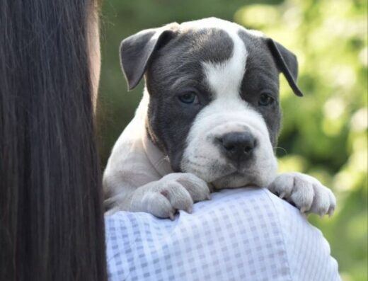 Американський стаффордширський тер’єр: Найшикарніші малюки з розплідника “Mega Terrier Kennel”