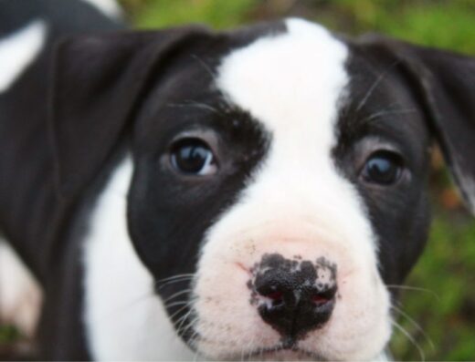 Американський стаффордширський тер’єр: Чистокровні малюки в пошуку люблячих власників
