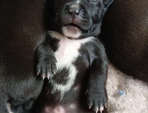 Американський стаффордширський тер’єр: Потужні малюки від чудових батьків