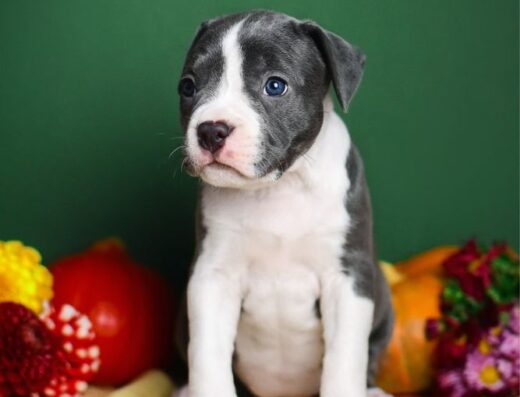 Американський стаффордширський тер’єр: Блакитна красуня для шоу та душі